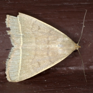 Simplicia caeneusalis at Lilli Pilli, NSW - 2 Jun 2020