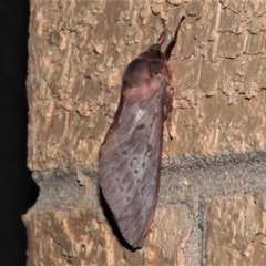 Oxycanus sp. (genus) (Unidentified Oxycanus moth) at Wanniassa, ACT - 1 Jun 2020 by JohnBundock