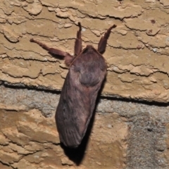 Oxycanus (genus) at Wanniassa, ACT - 1 Jun 2020