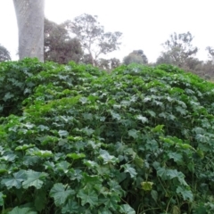 Malva neglecta (Dwarf Mallow) at Callum Brae - 1 Jun 2020 by Mike