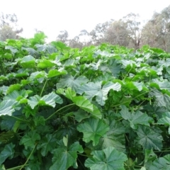 Malva neglecta at Symonston, ACT - 2 Jun 2020