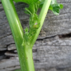 Malva neglecta at Symonston, ACT - 2 Jun 2020