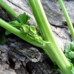 Malva neglecta at Symonston, ACT - 2 Jun 2020