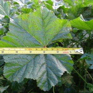 Malva neglecta at Symonston, ACT - 2 Jun 2020