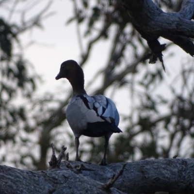 Chenonetta jubata (Australian Wood Duck) at Callum Brae - 1 Jun 2020 by Mike
