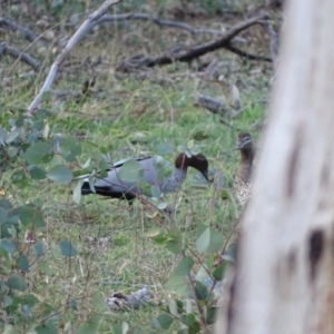 Chenonetta jubata at Symonston, ACT - 2 Jun 2020