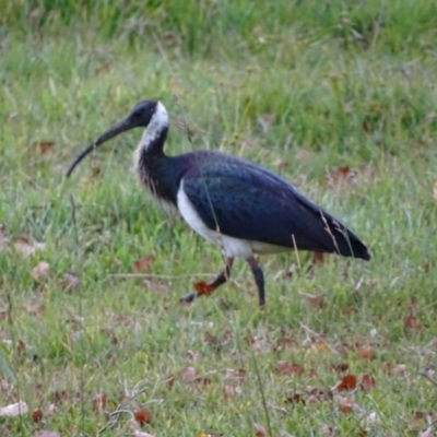 Threskiornis spinicollis (Straw-necked Ibis) at Symonston, ACT - 2 Jun 2020 by Mike