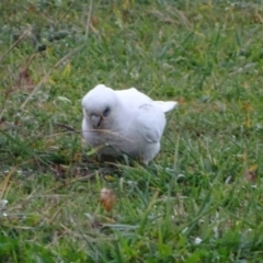 Cacatua sanguinea (Little Corella) at Symonston, ACT - 1 Jun 2020 by Mike