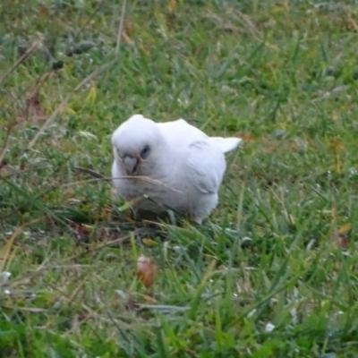 Cacatua sanguinea (Little Corella) at Symonston, ACT - 2 Jun 2020 by Mike