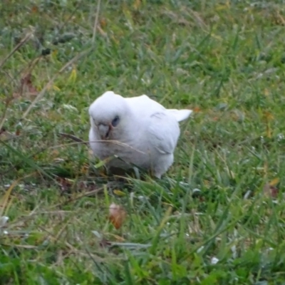 Cacatua sanguinea (Little Corella) at Symonston, ACT - 1 Jun 2020 by Mike