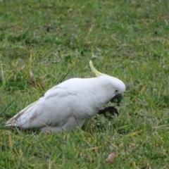 Cacatua galerita (Sulphur-crested Cockatoo) at Symonston, ACT - 1 Jun 2020 by Mike