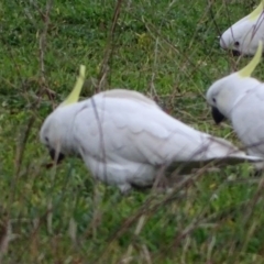 Cacatua galerita at Symonston, ACT - 2 Jun 2020 07:26 AM