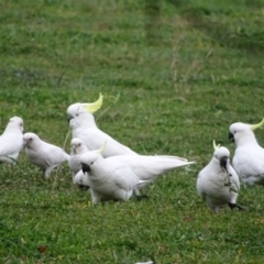 Cacatua galerita at Symonston, ACT - 2 Jun 2020