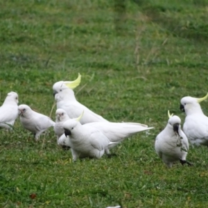 Cacatua galerita at Symonston, ACT - 2 Jun 2020 07:26 AM