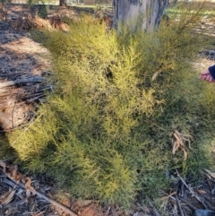 Omphacomeria acerba (Leafless Sour-bush) at Hughes, ACT - 2 Jun 2020 by TomT