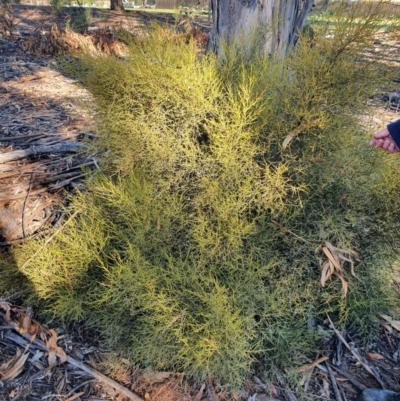 Omphacomeria acerba (Leafless Sour-bush) at Hughes, ACT - 2 Jun 2020 by TomT