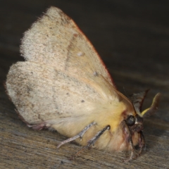 Anthela acuta at Lilli Pilli, NSW - 2 Jun 2020 07:40 AM