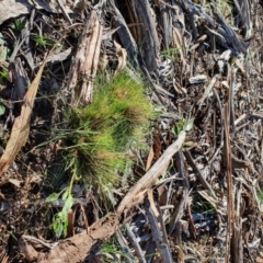 Unidentified Grass at Hughes, ACT - 30 May 2020 by TomT