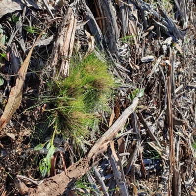 Unidentified Grass at Hughes, ACT - 30 May 2020 by TomT