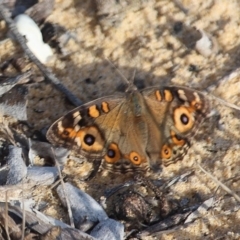 Junonia villida (Meadow Argus) at Bournda National Park - 13 Apr 2020 by RossMannell