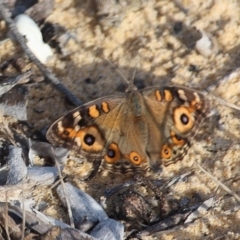 Junonia villida (Meadow Argus) at Bournda Environment Education Centre - 13 Apr 2020 by RossMannell