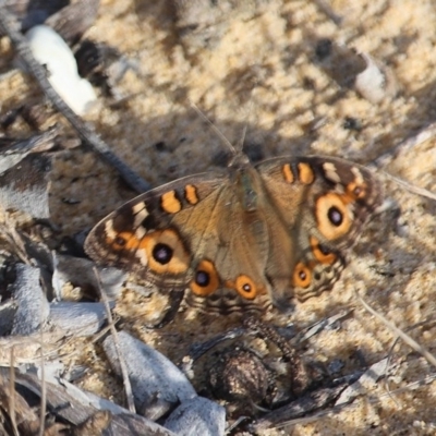 Junonia villida (Meadow Argus) at Bournda National Park - 13 Apr 2020 by RossMannell