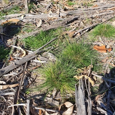 Unidentified Grass at Hughes Grassy Woodland - 29 May 2020 by TomT