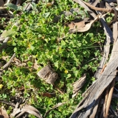 Oxalis sp. (Wood Sorrel) at Hughes, ACT - 29 May 2020 by TomT