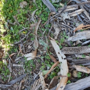 Oxalis sp. at Hughes, ACT - 30 May 2020