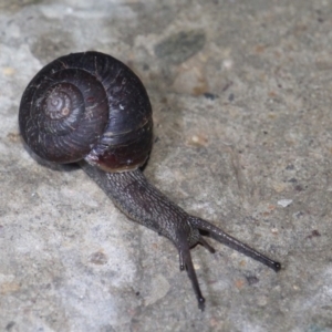 Pommerhelix mastersi at Currowan, NSW - 22 Mar 2019