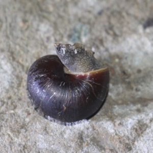 Pommerhelix mastersi at Currowan, NSW - 22 Mar 2019 07:51 AM