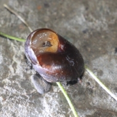 Pommerhelix mastersi at Currowan, NSW - 22 Mar 2019