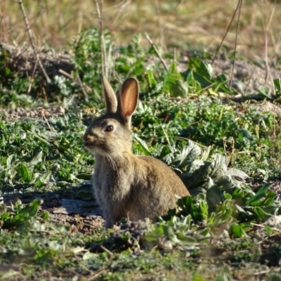 Oryctolagus cuniculus (European Rabbit) at Jerrabomberra, ACT - 1 Jun 2020 by Mike