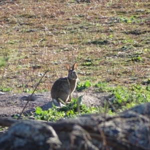 Oryctolagus cuniculus at Jerrabomberra, ACT - 2 Jun 2020 07:58 AM