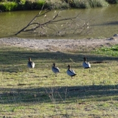 Chenonetta jubata (Australian Wood Duck) at Mount Mugga Mugga - 1 Jun 2020 by Mike