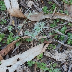 Linaria pelisseriana (Pelisser's Toadflax) at Hughes, ACT - 30 May 2020 by TomT