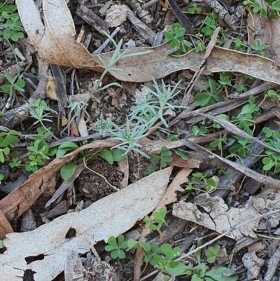 Linaria pelisseriana (Pelisser's Toadflax) at Hughes, ACT - 30 May 2020 by TomT