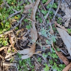 Linaria pelisseriana at Hughes, ACT - 30 May 2020