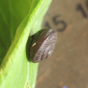 Pommerhelix mastersi at Currowan, NSW - 23 Mar 2019 07:59 AM