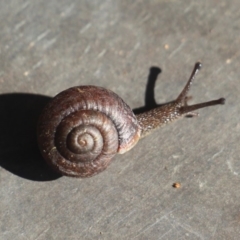 Pommerhelix mastersi at Currowan, NSW - 23 Mar 2019 07:59 AM