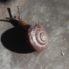 Pommerhelix mastersi at Currowan, NSW - 23 Mar 2019 07:59 AM