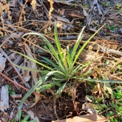 Plantago gaudichaudii (Narrow Plantain) at Hughes, ACT - 30 May 2020 by TomT