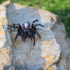 Missulena bradleyi (Bradley's or Eastern mouse spider) at Currowan, NSW - 6 Apr 2019 by UserCqoIFqhZ