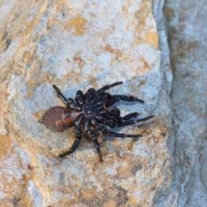 Missulena bradleyi at Currowan, NSW - 7 Apr 2019