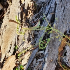 Dysphania pumilio (Small Crumbweed) at Hughes, ACT - 30 May 2020 by TomT