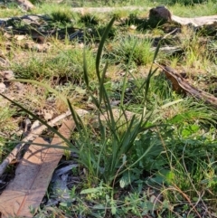 Lomandra filiformis (Wattle Mat-rush) at Red Hill to Yarralumla Creek - 30 May 2020 by TomT