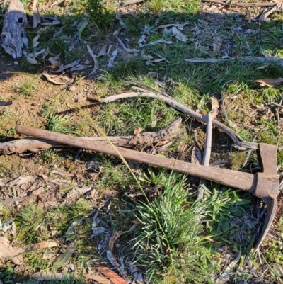 Austrostipa scabra (Corkscrew Grass, Slender Speargrass) at Hughes Grassy Woodland - 30 May 2020 by TomT