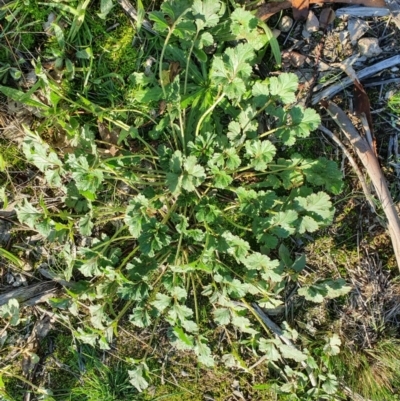 Erodium crinitum (Native Crowfoot) at Hughes Grassy Woodland - 30 May 2020 by TomT