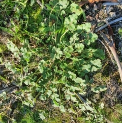 Erodium crinitum (Native Crowfoot) at Hughes, ACT - 30 May 2020 by TomT