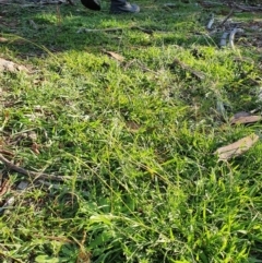 Microlaena stipoides (Weeping Grass) at Red Hill to Yarralumla Creek - 30 May 2020 by TomT